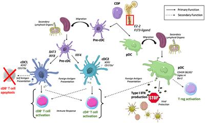 Frontiers | Innate Functions of Dendritic Cell Subsets in Cardiac ...