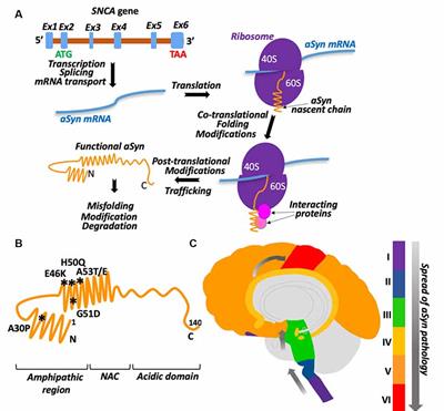 Frontiers Protein Protein Interactions In Alpha Synuclein Biogenesis New Potential Targets In Parkinson S Disease Frontiers In Aging Neuroscience