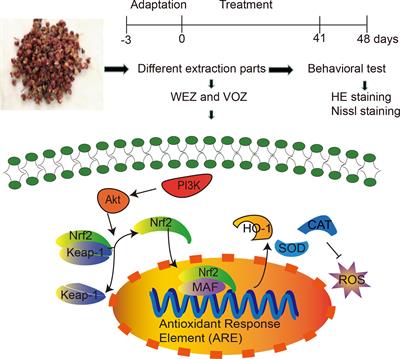 Frontiers | Bungeanum Improves Cognitive Dysfunction and Neurological ...