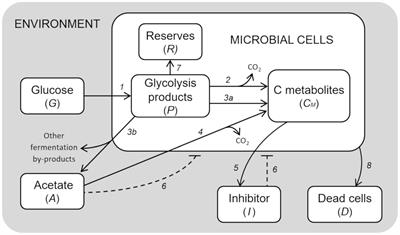 Frontiers A General Process Based Model For Describing The Metabolic Shift In Microbial Cell Cultures Microbiology