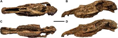 Frontiers | Target Deformation of the Equus stenonis Holotype Skull: A ...