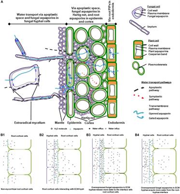 Frontiers | Fungal Aquaporins in Ectomycorrhizal Root Water Transport