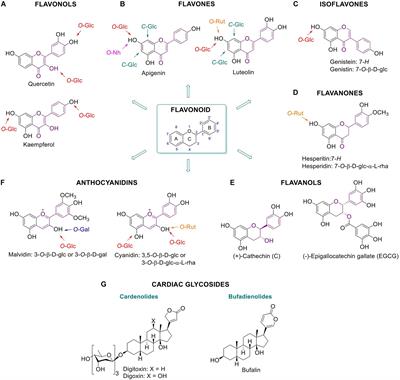 Frontiers Plant Glycosides And Glycosidases A Treasure Trove For Therapeutics Plant Science