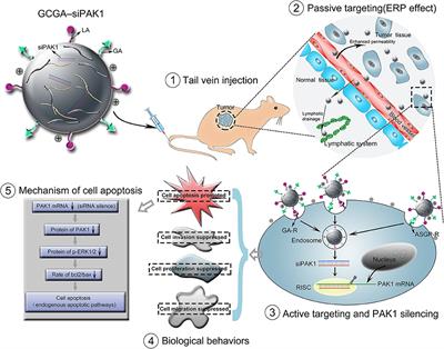 Frontiers | Dual-Targeting Nanoparticle-Mediated Gene Therapy Strategy ...