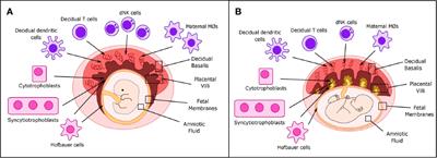 Frontiers | Viral-Immune Cell Interactions at the Maternal-Fetal ...