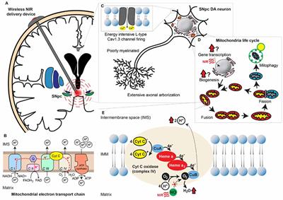 Neuroprotective effects of red light - Research, University of York