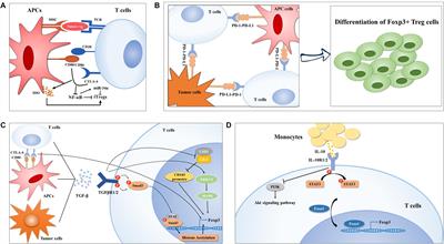 Frontiers | Inducers, Attractors and Modulators of CD4+ Treg Cells in ...