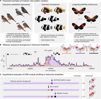 Evolutionary Principles Of Modular Gene Regulation In Yeasts Elife