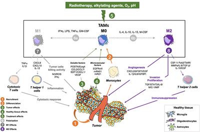 Frontiers | Targeting Tumor Associated Macrophages to Overcome ...