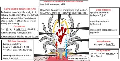 Frontiers  A One-Health Approach to Investigating an Outbreak of  Alimentary Tick-Borne Encephalitis in a Non-endemic Area in France (Ain,  Eastern France): A Longitudinal Serological Study in Livestock, Detection  in Ticks, and