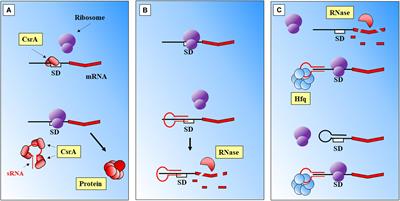 Frontiers Small Rnas As Fundamental Players In The Transference Of Information During Bacterial Infectious Diseases Molecular Biosciences