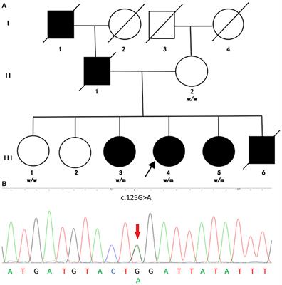 Frontiers Screening For Reep1 Mutations In 31 Chinese Hereditary Spastic Paraplegia Families Neurology