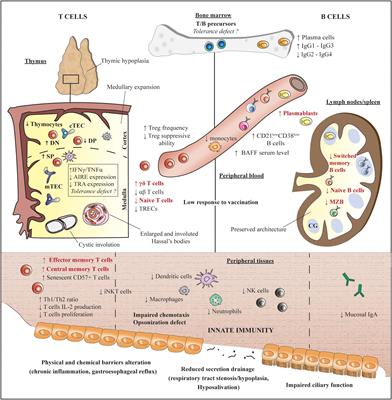 Frontiers | Immune Defect in Adults With Down Syndrome: Insights Into a ...