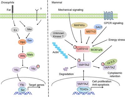 Frontiers | The Hippo Pathway in Innate Anti-microbial Immunity and ...