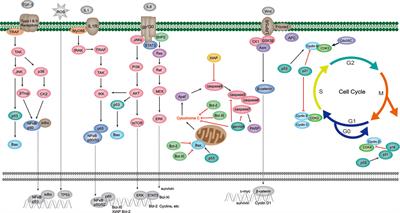 Frontiers | Apoptosis Exerts a Vital Role in the Treatment of Colitis ...