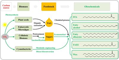 Frontiers Photosynthetic Conversion Of Carbon Dioxide To Oleochemicals By Cyanobacteria Recent Advances And Future Perspectives Microbiology