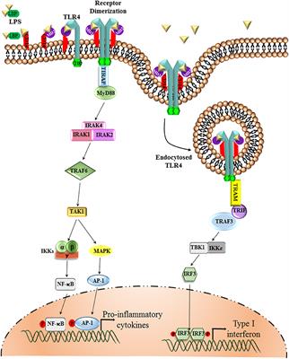 Frontiers | Insight Into TLR4-Mediated Immunomodulation in Normal ...