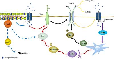 Frontiers | The Functional Role of Voltage-Gated Sodium Channel Nav1.5 ...