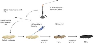 Effect of Ec.Me treatment in excision and burn wound-healing models.