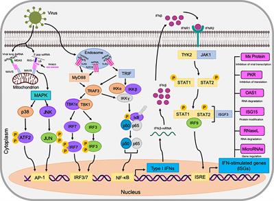 Frontiers | Fundamental Characteristics of Bat Interferon Systems