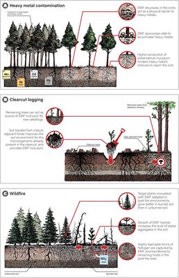 Frontiers | Back to Roots: The Role of Ectomycorrhizal Fungi in Boreal ...