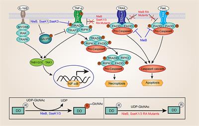 Frontiers | Bacteria-Catalyzed Arginine Glycosylation in Pathogens and Host