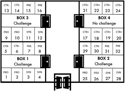 Frontiers | Effects of Bifidobacterium longum Subsp. infantis CECT 7210 ...