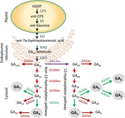 Frontiers Dual Role Of Gibberellin In Perennial Shoot Branching Inhibition And Activation Plant Science