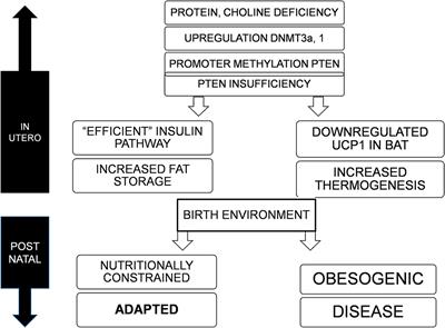 Frontiers | PTEN: A Thrifty Gene That Causes Disease in Times of Plenty?