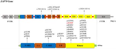 Frontiers | Clinical, Immunological, and Genetic Features in 49 ...