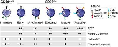 Frontiers Deciphering Natural Killer Cell Homeostasis Immunology