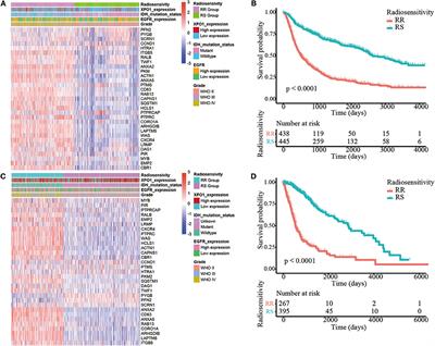 Frontiers | A Radiosensitivity Gene Signature and XPO1 Predict Clinical ...