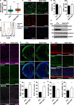 Frontiers | STAT3 Regulates Mouse Neural Progenitor Proliferation and ...