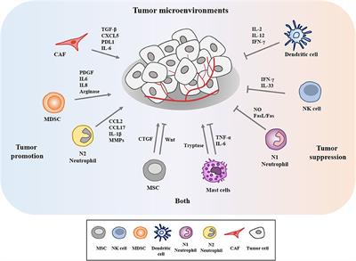 Frontiers | Exosomal MicroRNAs as Mediators of Cellular Interactions ...