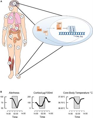 Frontiers  Diurnal Variations in Neural Activity of Healthy Human