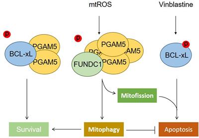 Mitochondrial signalling and homeostasis: from cell biology to