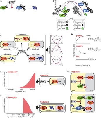 Frontiers | A Systems Biology Approach Identifies Hidden Regulatory ...