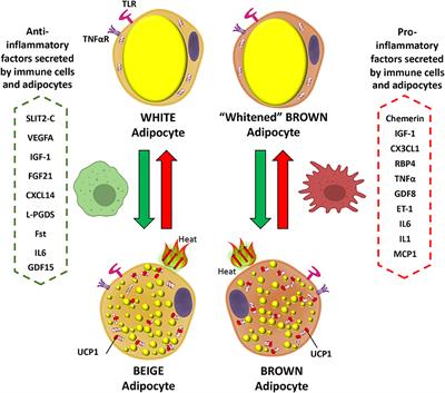 Frontiers  Inflammatory Signaling and Brown Fat Activity