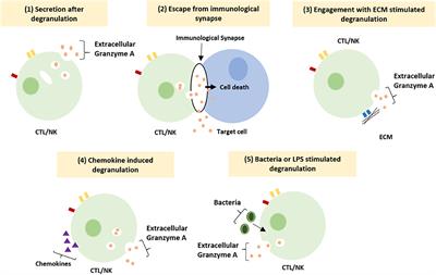 Frontiers | Modulation of Inflammation by Extracellular Granzyme A