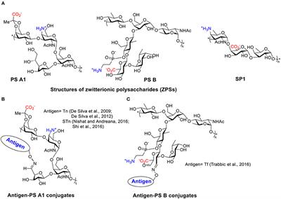 Frontiers Carbohydrate Conjugates In Vaccine Developments Chemistry