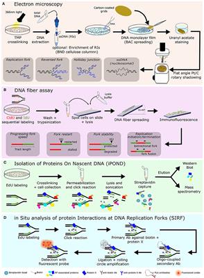 Frontiers Replication Fork Remodeling And Therapy Escape In Dna Damage Response Deficient Cancers Oncology