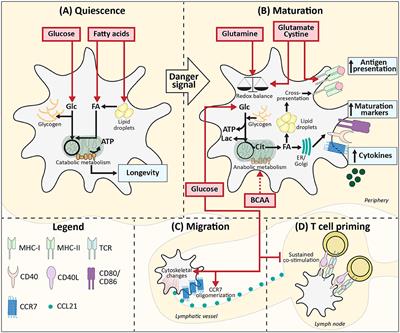 Frontiers | Shaping of Dendritic Cell Function by the Metabolic Micro ...