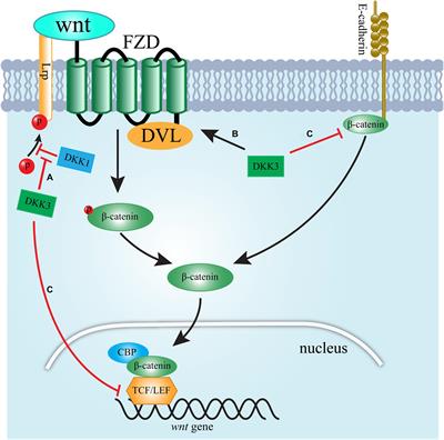 Frontiers | Dickkopf-3: Current Knowledge in Kidney Diseases