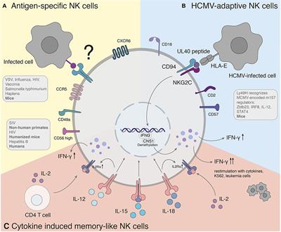 Frontiers | NK Cell-Mediated Recall Responses: Memory-Like, Adaptive ...