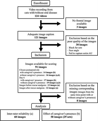 Frontiers Inter Rater Reliability Of The Feline Grimace Scale In Cats Undergoing Dental Extractions Veterinary Science