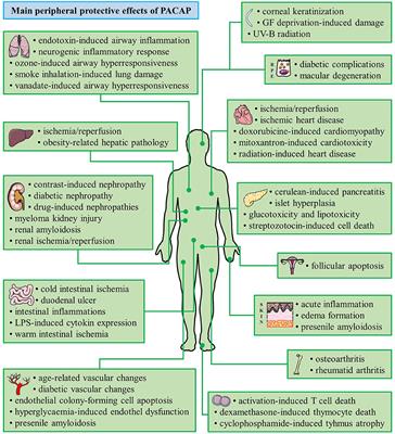 Frontiers | Protective Effects of PACAP in Peripheral Organs