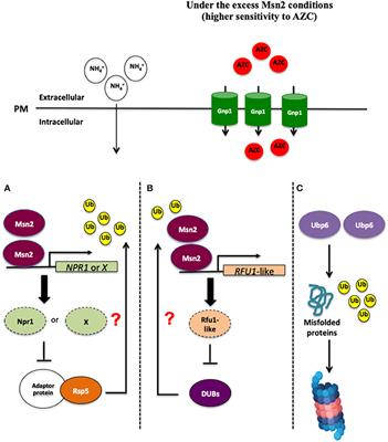 Frontiers | Proline Homeostasis in Saccharomyces cerevisiae: How Does ...