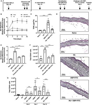 Frontiers | The Gastrointestinal Helminth Heligmosomoides bakeri ...