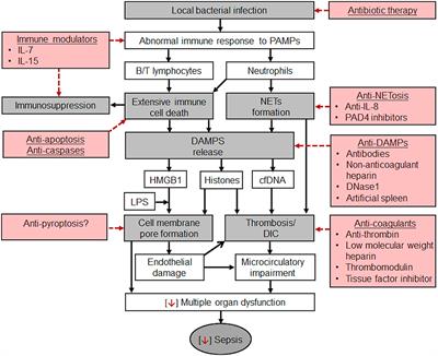 Frontiers | The Critical Roles and Mechanisms of Immune Cell Death in ...