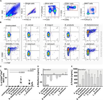 Frontiers | The Activation of Mucosal-Associated Invariant T (MAIT ...